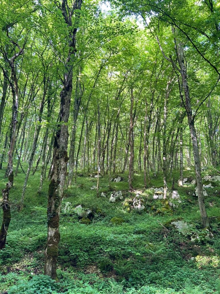 hiking trail in the protected landscape near Barać Caves